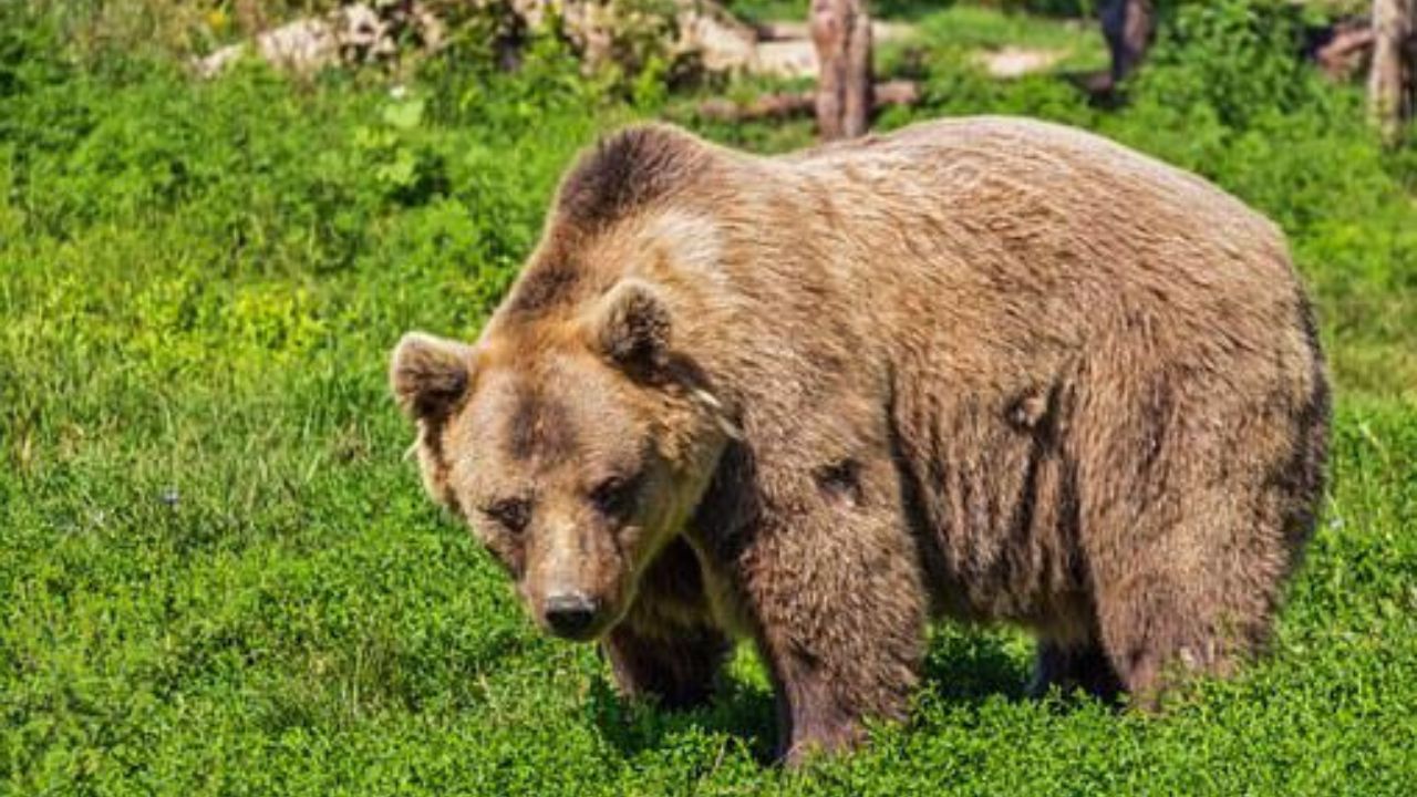 niedźwiedzica Bieszczady 